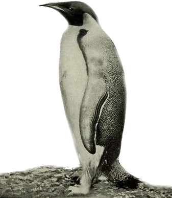 Our leader, the penguin